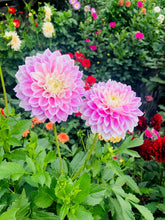 Load image into Gallery viewer, Bouquets, Arrangements & DIY